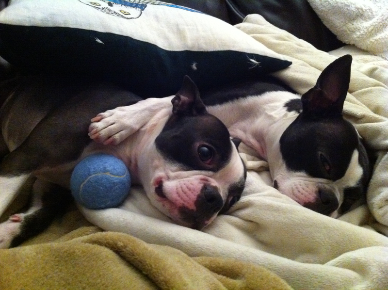 Lucy and Estelle having one of their cuddle sessions.